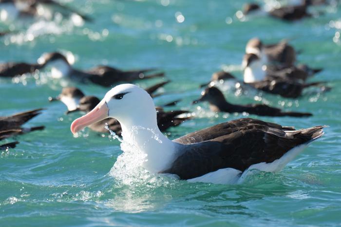Albatros posado en el agua entre pardelas