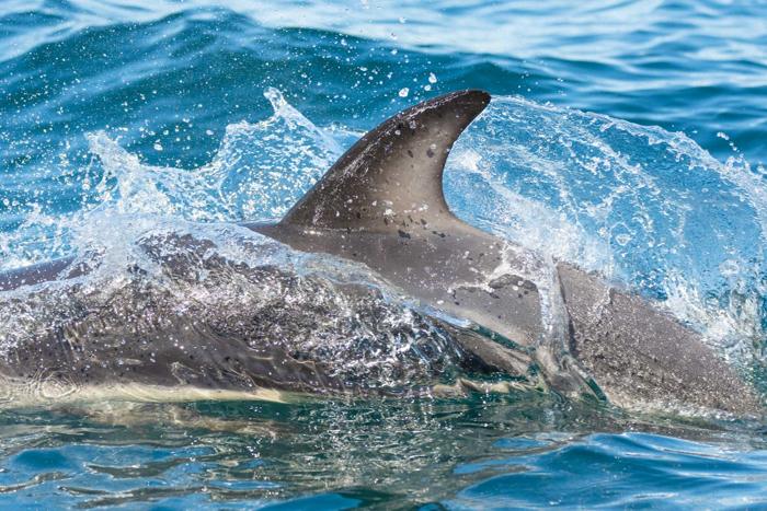 Delfines oscuros nadando junto al bote