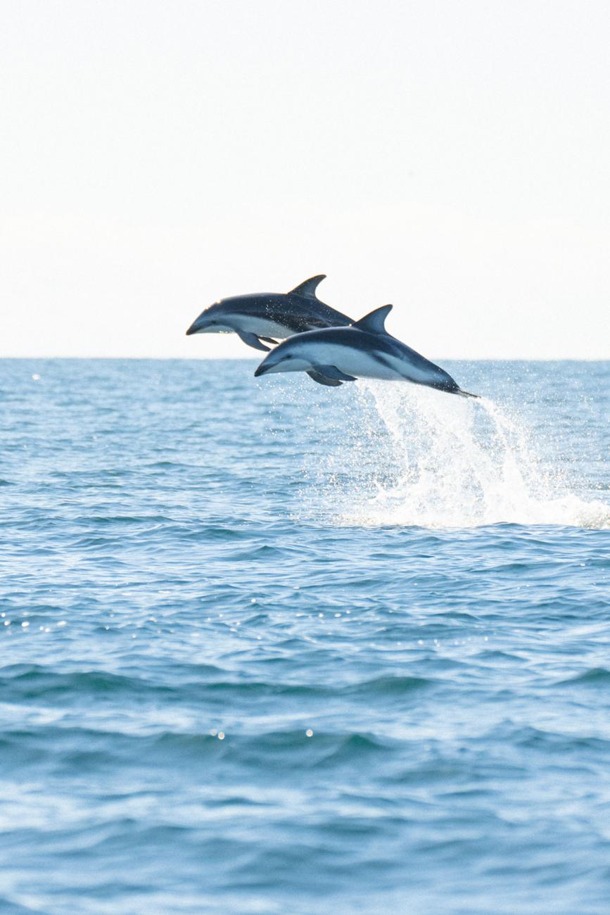 Dos delfines oscuros saltando juntos en el Golfo Nuevo